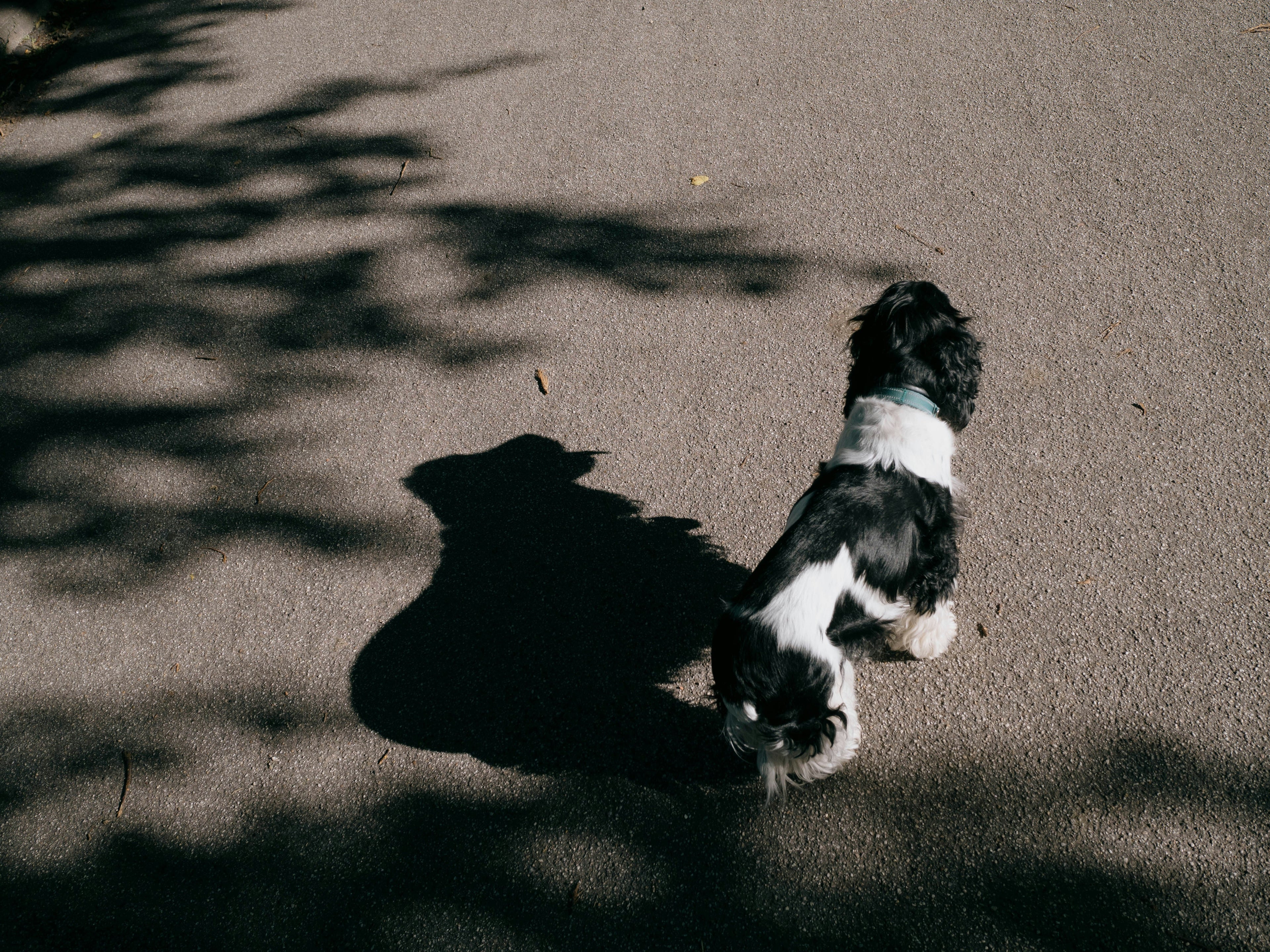 A black and white dog going for a walk