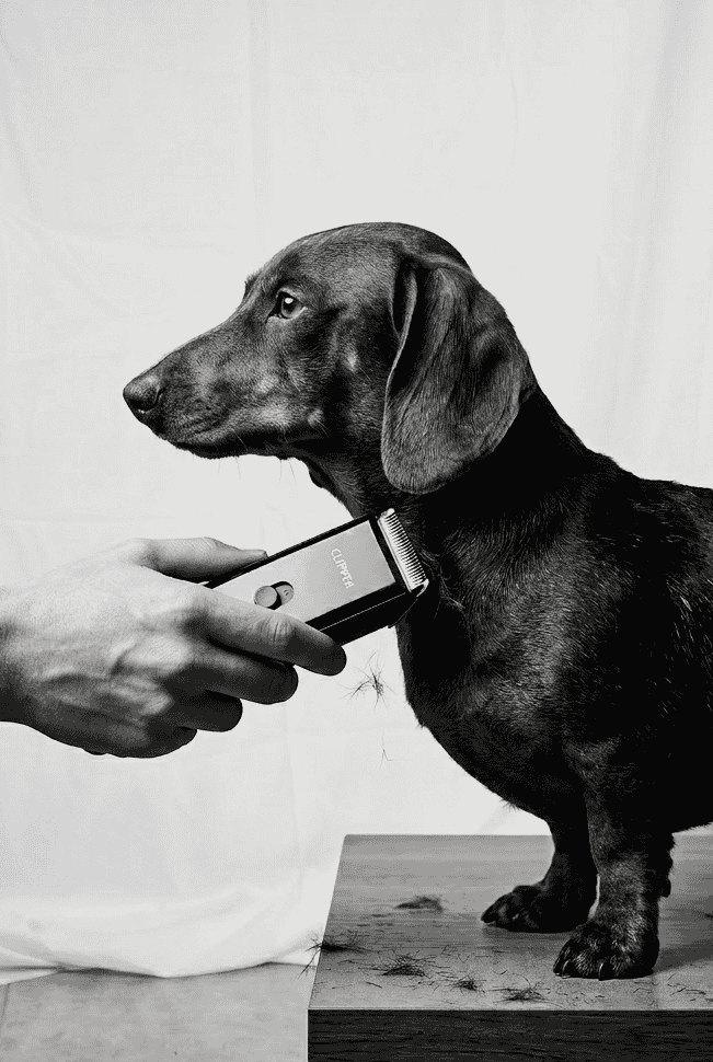 Black and white photo of a dachshund standing on a wooden platform with a person's hand reaching towards it.