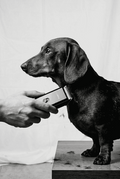Black and white photo of a dachshund standing on a wooden platform with a person's hand reaching towards it.