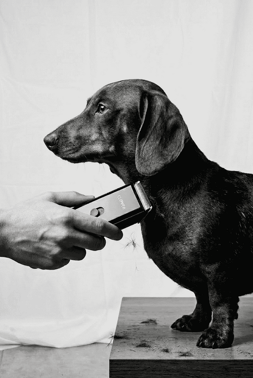 Black and white photo of a dachshund standing on a wooden platform with a person's hand reaching towards it.