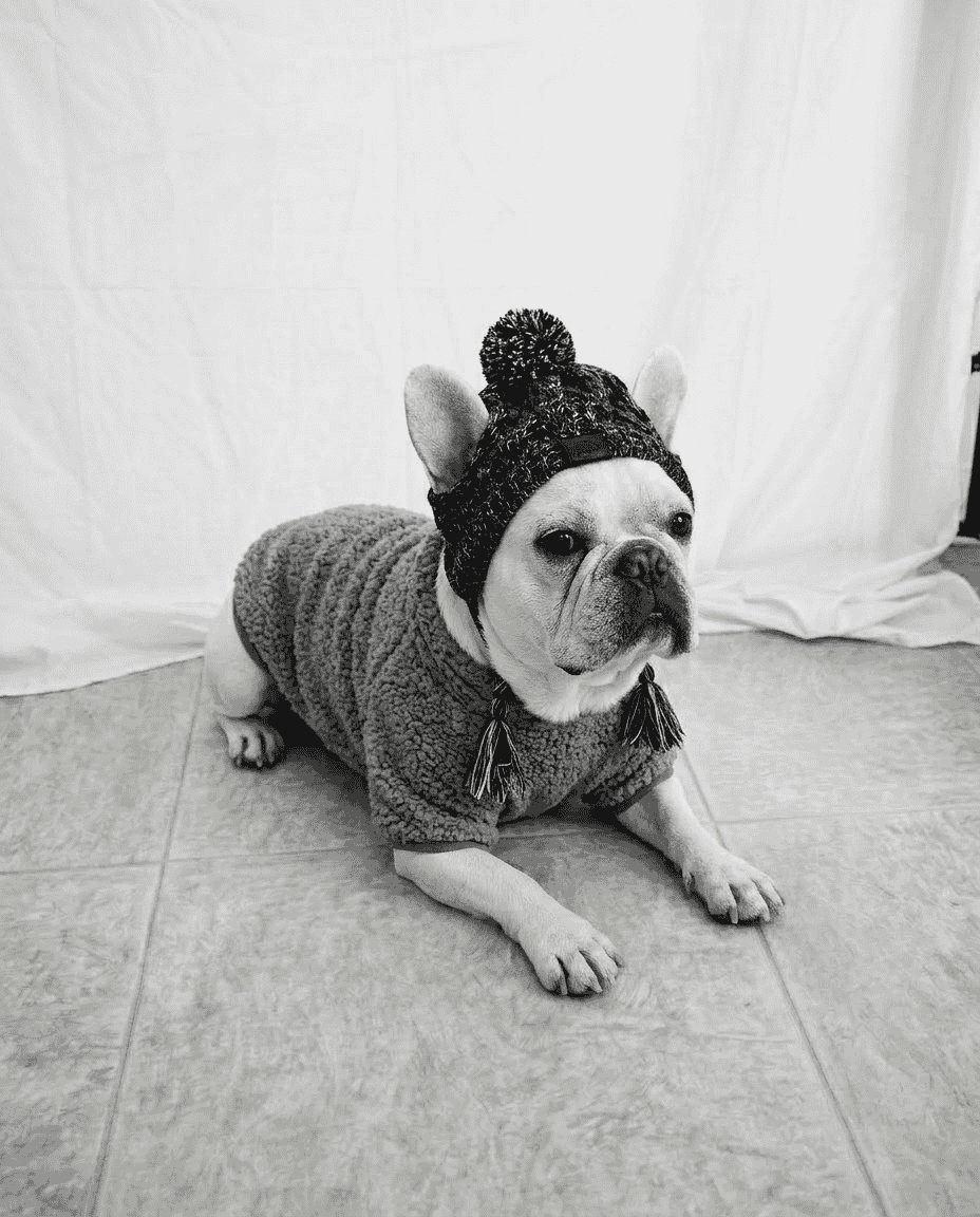 Dog wearing a sweater and knitted yarn bonnet on a light background