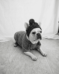 Dog wearing a sweater and knitted yarn bonnet on a light background