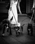 Women in a white dress walking three dogs on a leash in an urban setting.