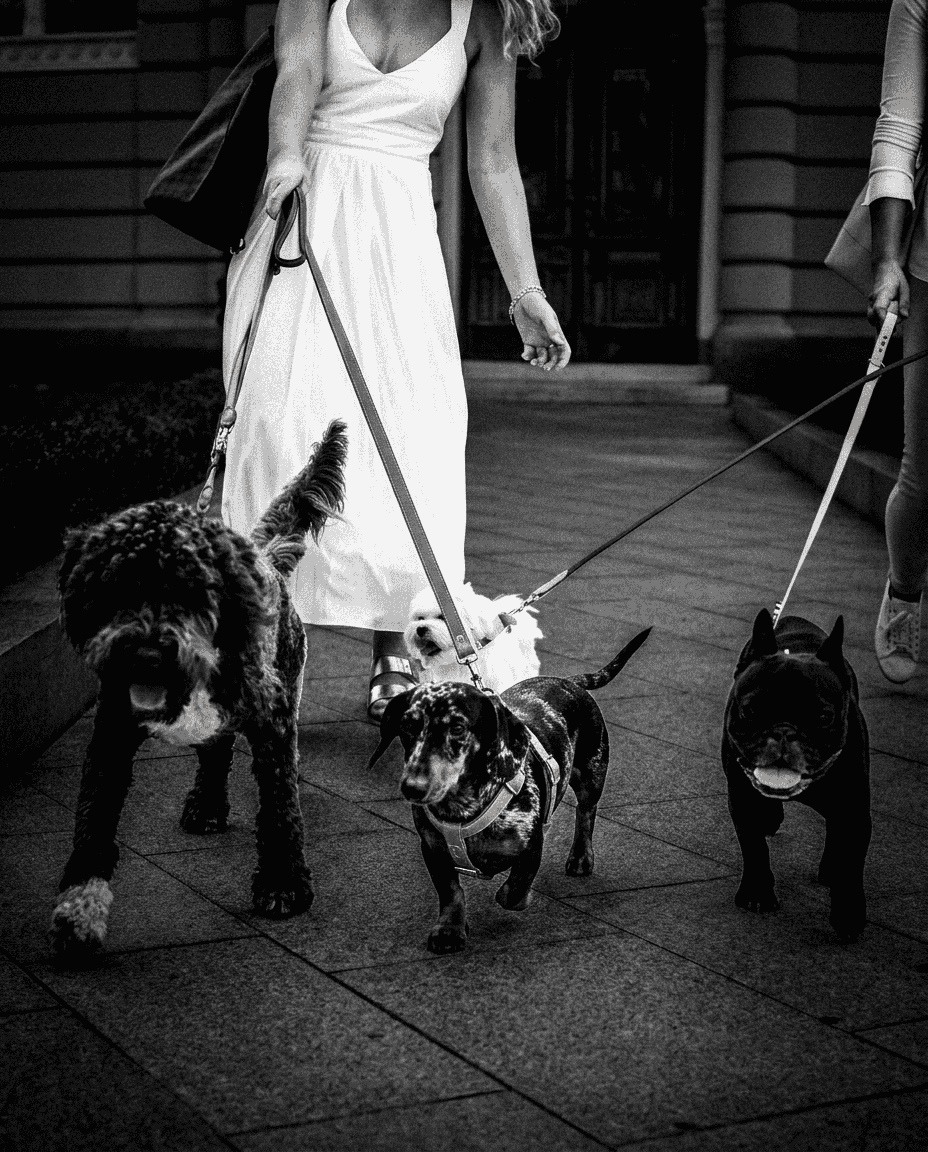 Women in a white dress walking three dogs on a leash in an urban setting.