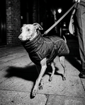 THE COMMUTER COAT