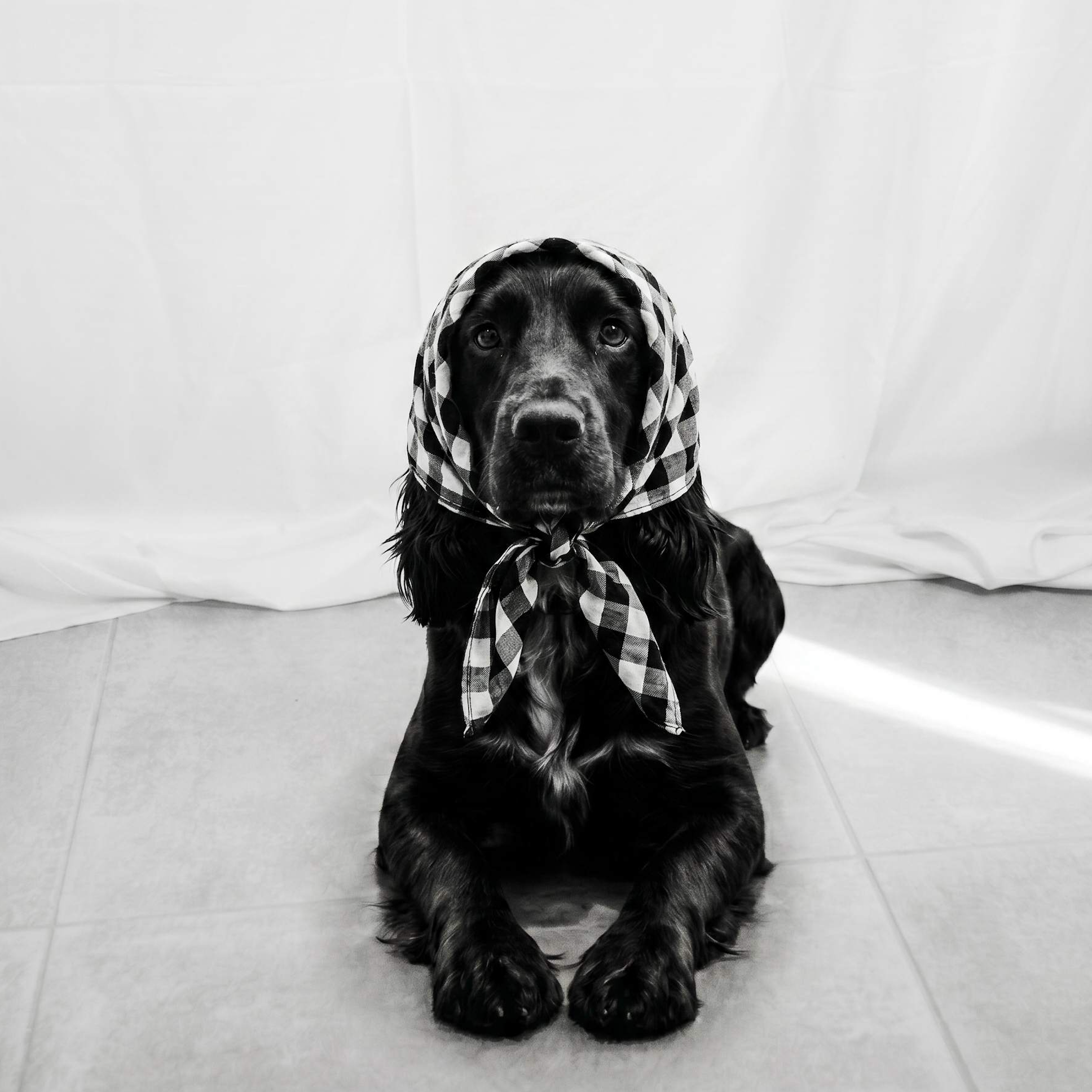 THE OFFICE BANDANA