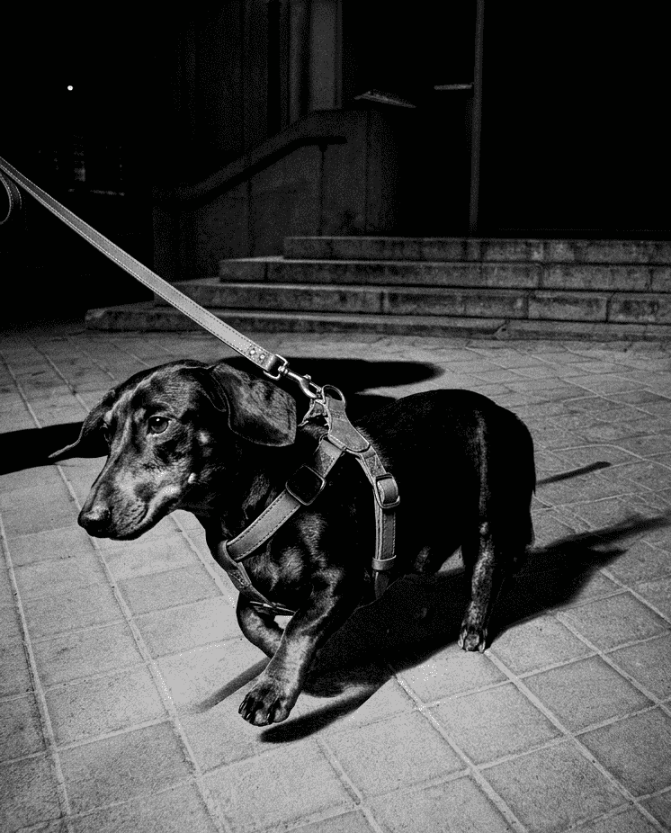 Dog on a leash at night with a streetlight in the background