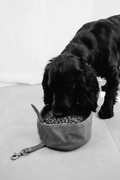 Dog eating from a green fabric dog bowl filled with kibble on a light surface.
