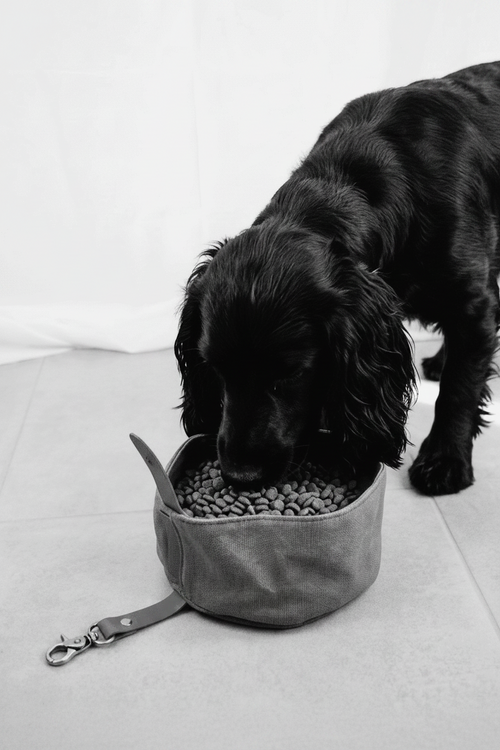 Dog eating from a green fabric dog bowl filled with kibble on a light surface.