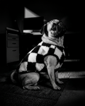 Cute dog wearing a vest