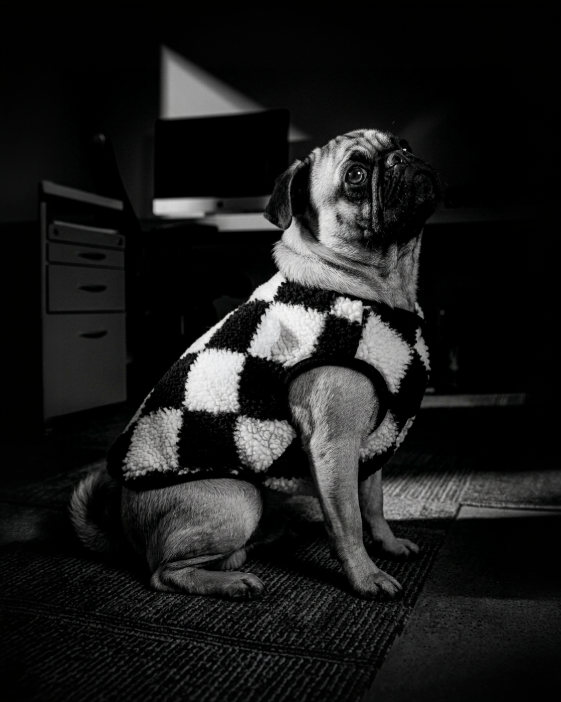 Cute dog wearing a vest