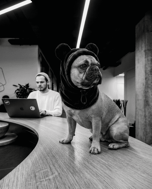 Dog wearing a hoodie sitting on a table with a person using a laptop in the background