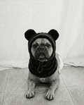 Dog wearing a bear costume with a hood on a light-colored floor.