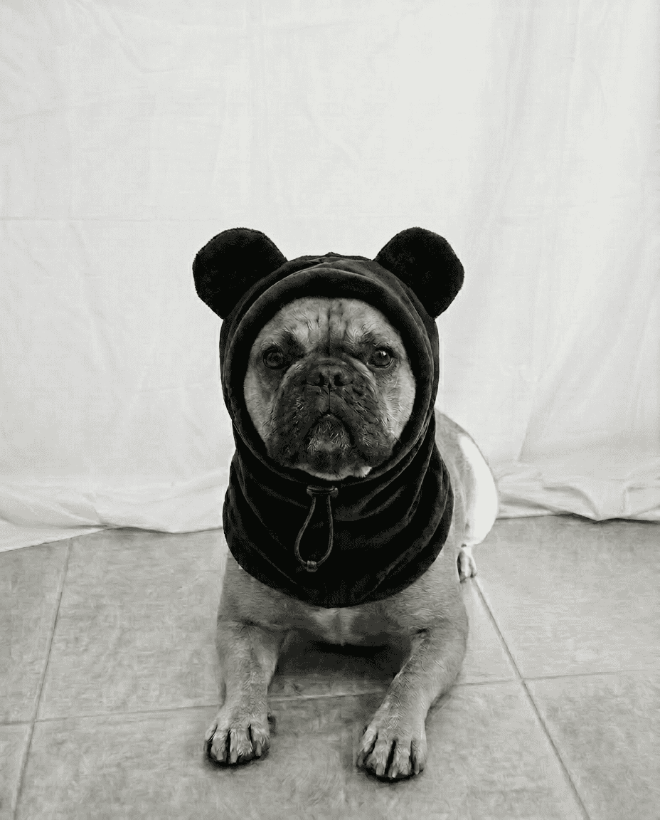 Dog wearing a bear costume with a hood on a light-colored floor.
