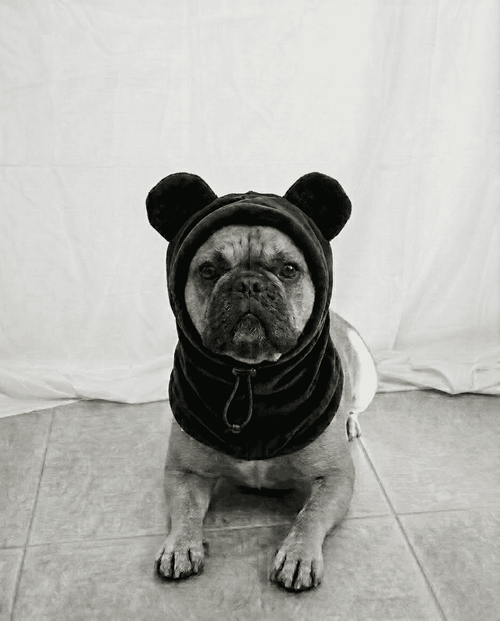 Dog wearing a bear costume with a hood on a light-colored floor.