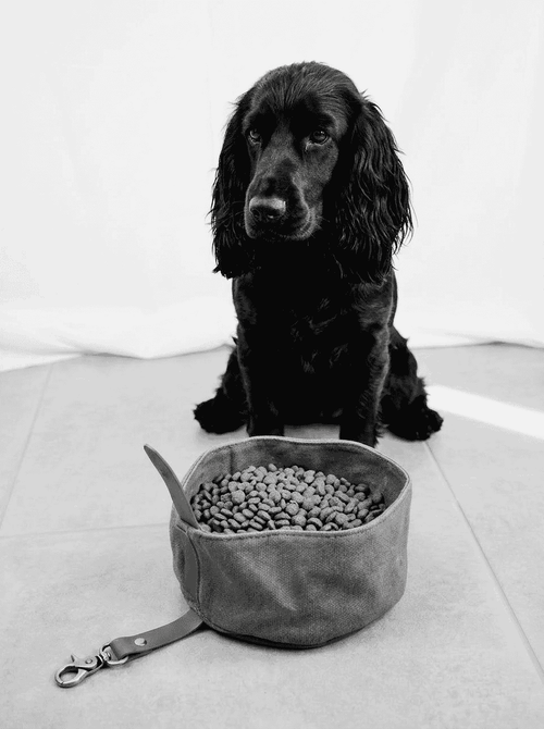 Black dog sitting next to a bowl of food on a light-colored floor.